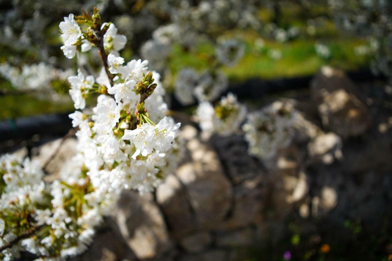 Masseria Guadiano Vecchio 산타 루치아 외부 사진